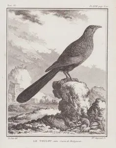 Le Toulou, Autre Coucou de Madagascar (Malagasy Coucal or Madagascar Coucal-Centropus Toulou) (Tom.VI. Plate XVII. Page 370)