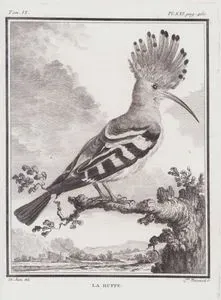 La Huppe (Eurasian Hoopoe-Upupa Epops) (Tom.VI. Plate XXI. Page 460)