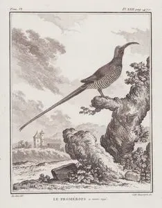 Le Promerops A Ventre Raye (Cape Sugarbird-Promerops Cafer) (Tom.VI. Plate XXII. Page 470)