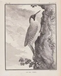 La Pic Vert (European Green Woodpecker-Picus Viridis) (Tom.VII. Plate I. Page 18)
