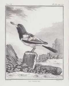 Le Cassican (Hooded Butcherbird-Cracticus Cassicus) (Tom.VII.-Plate VII. Page 134)