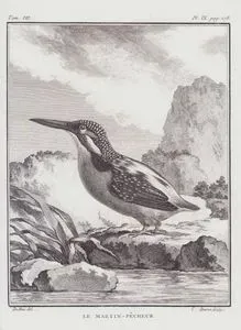 Le Martin Pecheur (Common Kingfisher-Alcedo Atthis) (Tom.VII. Plate IX. Page 178)