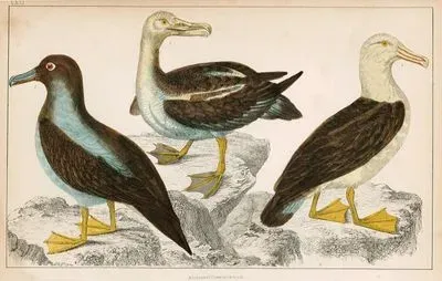 Common Albatross, Sooty Albatross And Black-Eyed Albatross