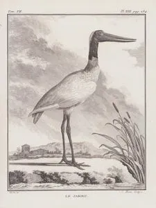 Le Jabiru (Saddle-billed Stork or Saddlebill-Ephippiorhynchus Senegalensis) (Tom.VII.-Plate XIII. Page 284)