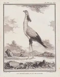 Le Secretaire, ou Le Messager (Secretarybird-Sagittarius Serpentarius) (Tom.VII. Plate XVII. Page 334)