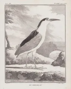 Le Bihoreau (Black-crowned Night Heron-Nycticorax Nycticorax) (Tom.VII. Plate XXII. Page 438)