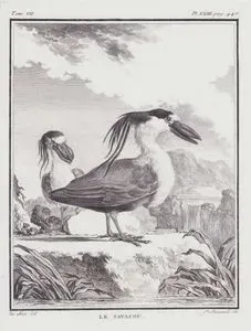 Le Savacou (Boat-billed Heron-Cochlearius Cochlearius) (Tom.VII. Plate XXIII. Page 446)