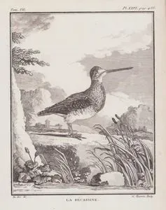 La Becassine (Common Snipe-Gallinago Gallinago) (Tom.VII. Plate XXVI. Page 488)
