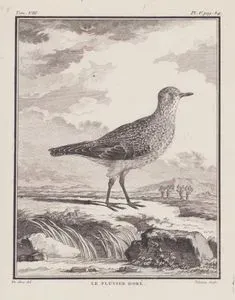 Le Pluvier Dore (European Golden Plover-Pluvialis Apricaria) (Tom.VIII. Plate V. Page 84)