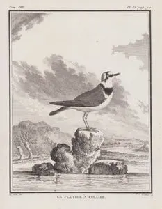Le Pluvier A Collier (Ringed Plover-Charadrius Hiaticula) (Tom.VIII. Plate VI. Page 94)
