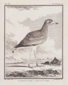 La Grand Pluvier ou Courlis De Terre (Great Thick-Knee or Great Stone-Curlew-Esacus Recurvirostris) (Tom.VIII. Plate VII. Page 112)