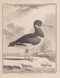 L'Huitrier Vulgairement Pie De Mer (Eurasian Oystercatcher-Haematopus Ostralegus) (Tom.VIII. Plate IX. Page 126)