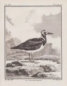 Le Tourne-Pierre (Ruddy Turnstone-Arenaria Interpres) (Tom.VIII. Plate X. Page 132)