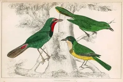 Shrike Birds (Green, Bacbakiri and White-Throated Thrush-Shrike)