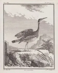 Le Caurale (Sunbittern-Eurypyga Helias) (Tom.VIII. Plate XIV. Page 170)