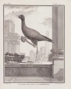 La Poule Sultane ou Le Porphyrion (Western Swamphen, Purple Swamphen-Porphyrio Porphyrio) (Tom.VIII. Plate XVII. Page 202)