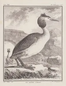 Le Grebe Cornu (Great Crested Grebe-Podiceps Cristatus) (Tom.VIII. Plate XIX. Page 236)
