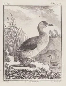 Le Castagneux (Little Grebe-Tachybaptus Ruficollis) (Tom.VIII. Plate XX. Page 244)