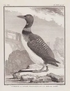 L'Imbrim ou Grand Plongeon De La Mer Du Nord (Common Loon or Great Northern Diver-Gavia Immer) (Tom.VIII. Plate XXII. Page 260)