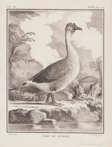 L'Oie De Guinee (Swan Goose-Anser Cygnoides) (Tom.IX. Plate III. Page 74)