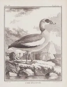L'Oie D'Egypte (Egyptian Goose-Alopochen Aegyptiaca) (Tom.IX. Plate IV. Page 80)