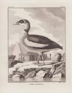 L'Oie D'Egypte (Egyptian Goose-Alopochen Aegyptiaca) (Tom.IX. Plate IV.)