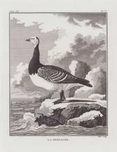 La Bernache (Barnacle Goose-Branta Leucopsis) (Tom.IX. Plate V.)