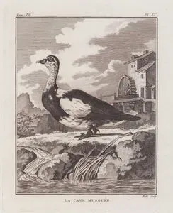 La Cane Musquee (Muscovy Duck-Cairina Moschata) (Tom.IX. Plate IX.)