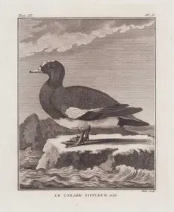 Le Canard Siffleur, Male (Eurasian Wigeon-Mareca Penelope ) (Tom.IX. Plate X.)