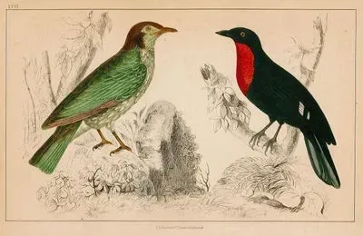Araponga Summer Bird And Red-Breasted Fruit Crow