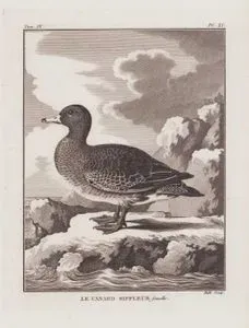 Le Canard Siffleur, Female (Eurasian Wigeon-Mareca Penelope ) (Tom.IX. Plate XI.)