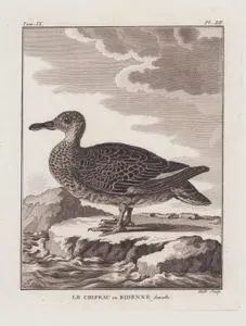 Le Chipeau ou Ridenne (Femelle) (Gadwall (Female)-Mareca Strepera)  (Tom.IX. Plate XII.)