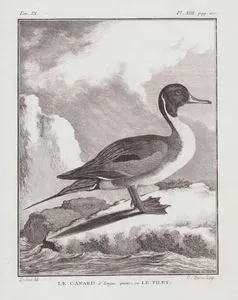 Le Canard A Longue Queue, ou Le Pilet (Northern Pintail-Anas Acuta) (Tom.IX. Plate XIII. Page 200)