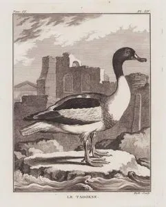 Le Tadorne (Common Shelduck-Tadorna Tadorna) (Tom.IX. Plate XIV.)