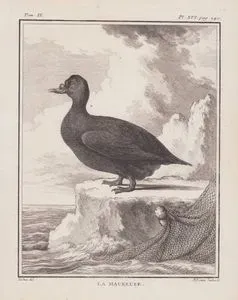 La Macreuse (Velvet Scoter-Melanitta Fusca) (Tom.IX. Plate XVI. Page 240)