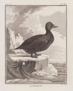 La Macreuse (Velvet Scoter-Melanitta Fusca) (Tom.IX. Plate XVI.)
