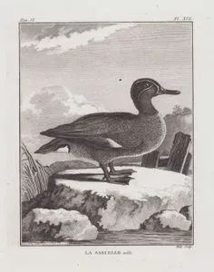 La Sarcelle (Male) (Eurasian Teal, Common Teal, or Eurasian Green-winged Teal-Anas Crecca), (Tom.IX. Plate XVII.)