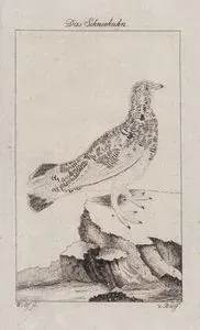 Das Schneehuhn (Rock Ptarmigan-Lagopus Muta)