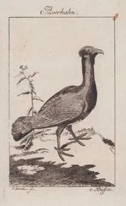 Auerhahn (Western Capercaillie (Male), Eurasian Capercaillie, Wood Grouse-Tetrao Urogallus)