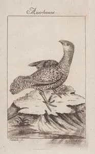 Auerhenne (Western Capercaillie (Female), Eurasian Capercaillie, Wood Grouse-Tetrao Urogallus)