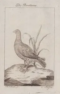 Die Birckhenne (Black Grouse (Female)-Lyrurus Tetrix)