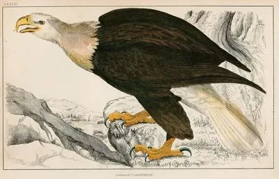 White Headed Eagle