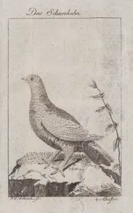 Das Schneehuhn (Rock Ptarmigan-Lagopus Muta)