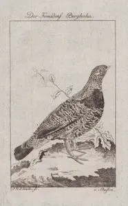 Der Kanadensische Berghahn (Spruce Grouse-Canachites Canadensis, Tetrao Canadensis)
