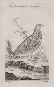 Der Kanadensische Berghuhn (Spruce Grouse-Canachites Canadensis, Tetrao Canadensis)