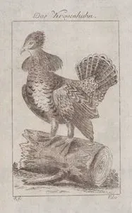 Das Kragenhuhn (Ruffed Grouse-Bonasa Umbellus, Tetrao Umbellus)