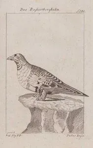 Das Bastartberghuhn (Pallas's Sandgrouse-Syrrhaptes Paradoxus, Tetrao Paradoxa)