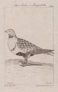 Das Sand, ou Steppenhuhn (Sand Partridge, Ammoperdix Heyi, Tetrao Arenaria)