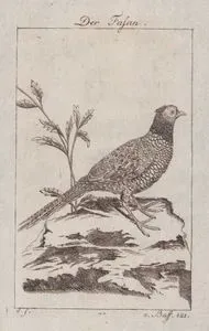 Der Fasan (Common Pheasant (Male), Ring-necked Pheasant-Phasianus Colchicus)