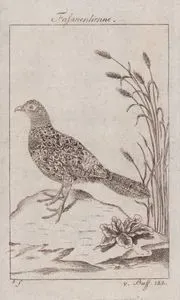 Fasanenhenne (Common Pheasant (Female), Ring-necked Pheasant-Phasianus Colchicus)